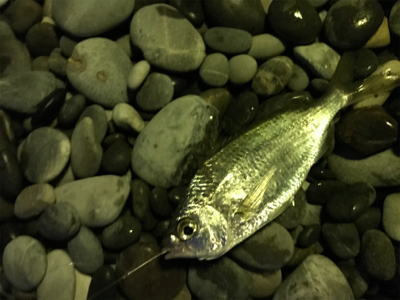 巨大キスを求めて尾鷲へ‼&#…