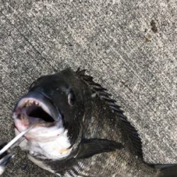 夏晴れの中エビ撒きへ