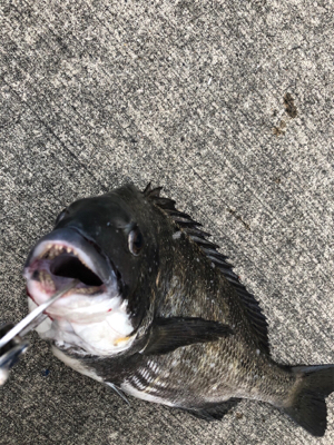 夏晴れの中エビ撒きへ