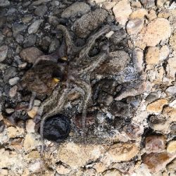 休日はタコより人が多い