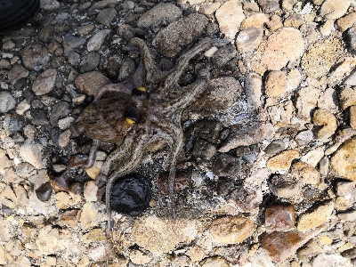 休日はタコより人が多い