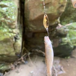 川魚をスプーンで釣る