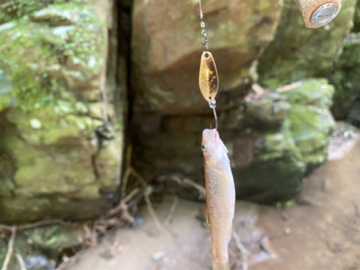 川魚をスプーンで釣る