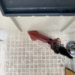 マイボートでデイイカメタルゲーム