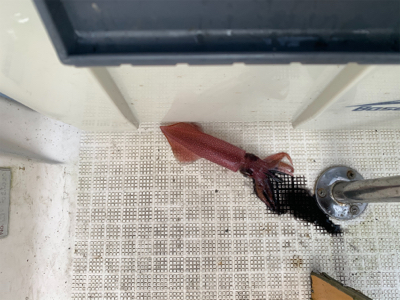 マイボートでデイイカメタルゲーム