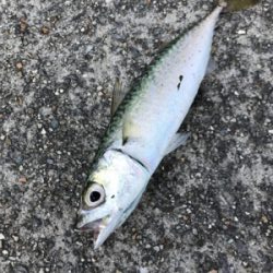 再びキスを求めて吉良へ‼️