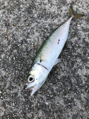 再びキスを求めて吉良へ‼️