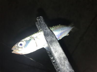 ゲキ渋アジング