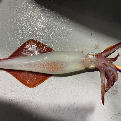 博多夜焚きイカメタル爆釣