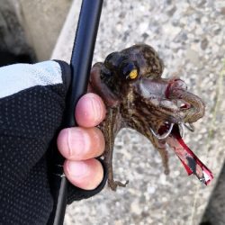 タコもまだもう少し