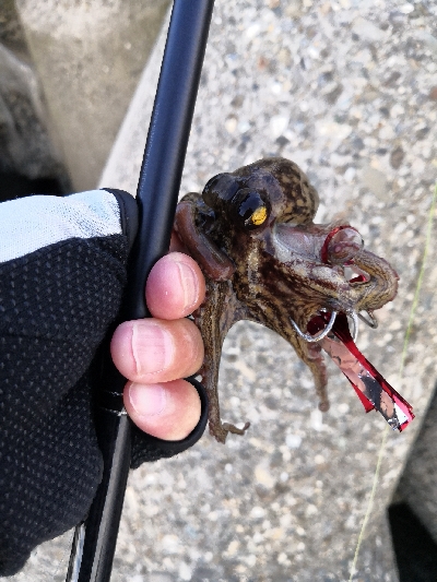 タコもまだもう少し