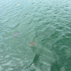 ベイトライトショアジギング