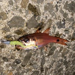 青物は何処へ…