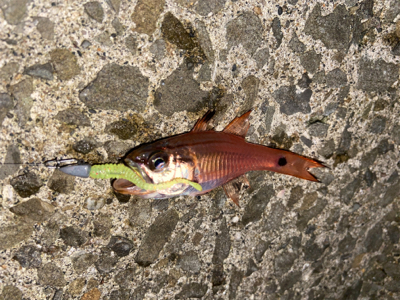 青物は何処へ…