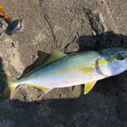 イナダくんこんにちは