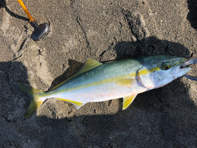 イナダくんこんにちは