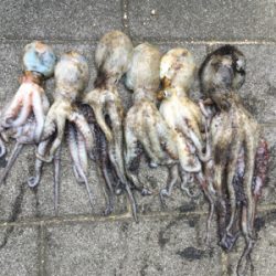 朝イチのタコ好調♪サバは遅めに回遊。。