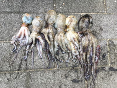 朝イチのタコ好調♪サバは遅めに回遊。。