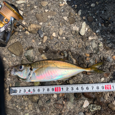 泉大津ジグサビキ朝練