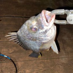 ナイトゲームしか?