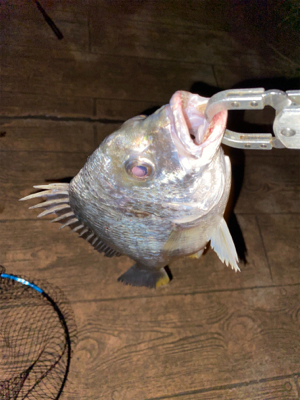 ナイトゲームしか?