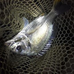 淀川ブリームゲーム