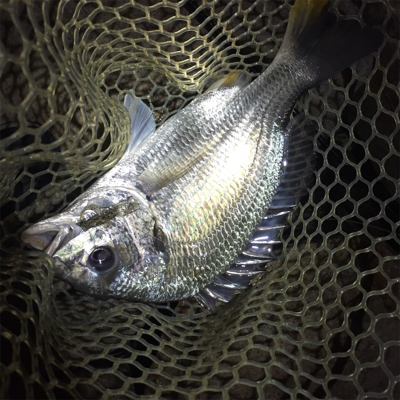 淀川ブリームゲーム