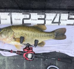 マックスセント