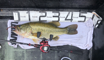 マックスセント