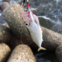 続！無限サバ！