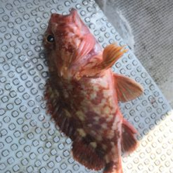 ヒトツテンヤ＆マイクロジギング