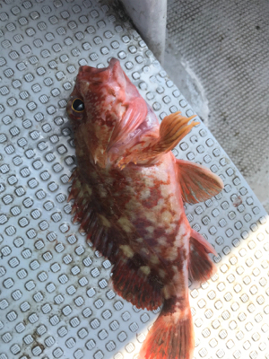 ヒトツテンヤ＆マイクロジギング