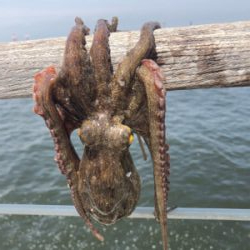 真夏のオクトパッシング