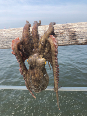 真夏のオクトパッシング