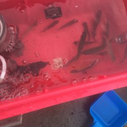 カンパチでリフレッシュ!