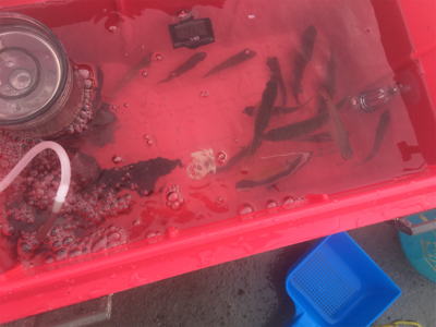 カンパチでリフレッシュ!