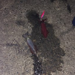 リベンジケンサキ