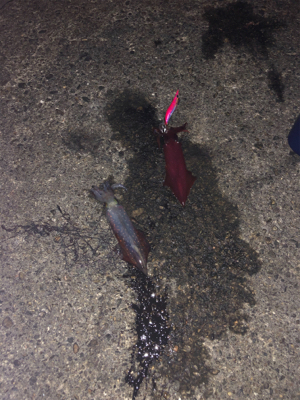 リベンジケンサキ