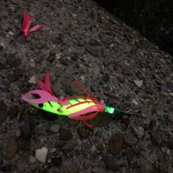 タコ調査12 終盤～