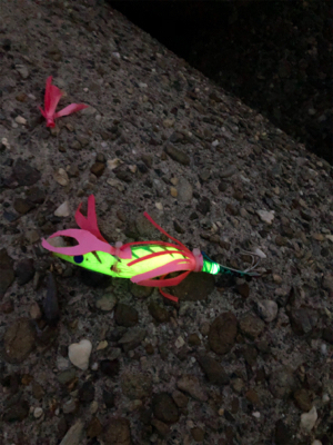 タコ調査12 終盤～