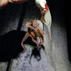 太刀魚調査は鯖祭り