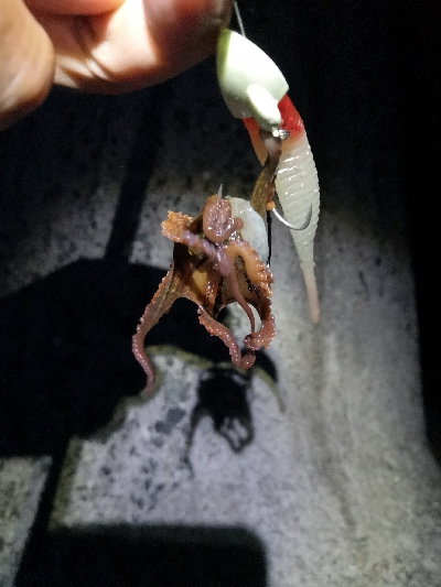 太刀魚調査は鯖祭り
