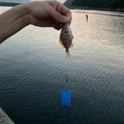 サビキの釣果