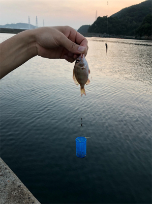サビキの釣果
