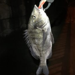 ナイトチニング