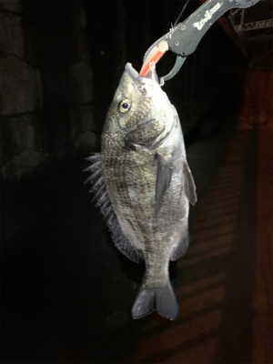 ナイトチニング