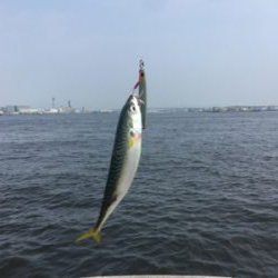 鯖、タコともに渋く。。。サビキ◎