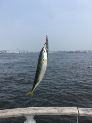 鯖、タコともに渋く。。。サビキ◎