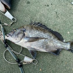 紀州釣りでチヌ