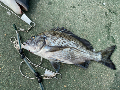 紀州釣りでチヌ